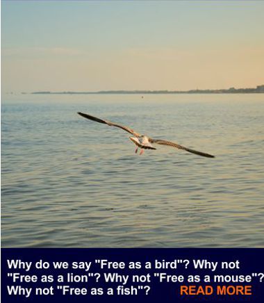 436 380TopicFreedomBird