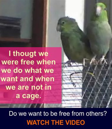 436 380TopicFreedomParrots