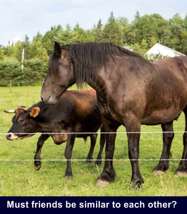 436 380TopicFriendshipHorseCow