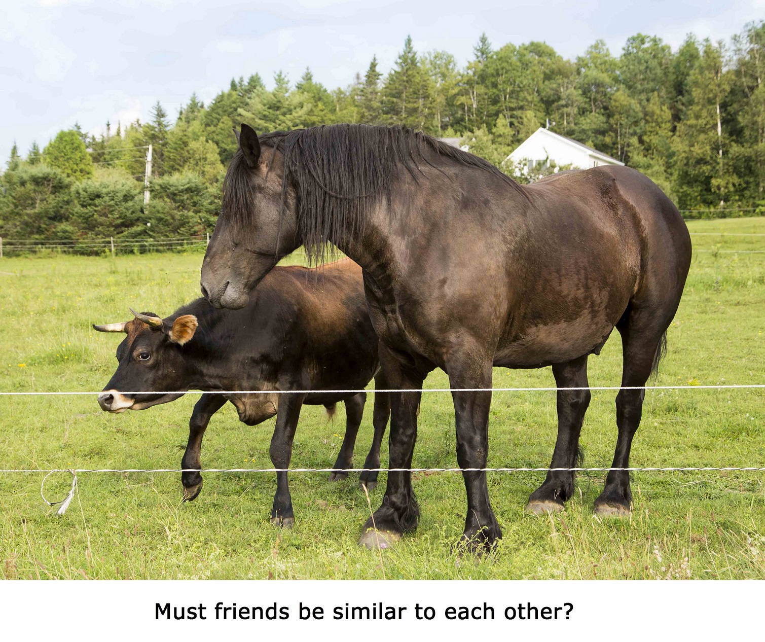 Friends and similarity BMA 3618