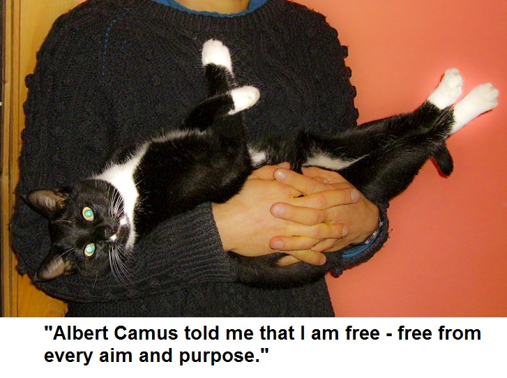 Camusfreedomwithcat
