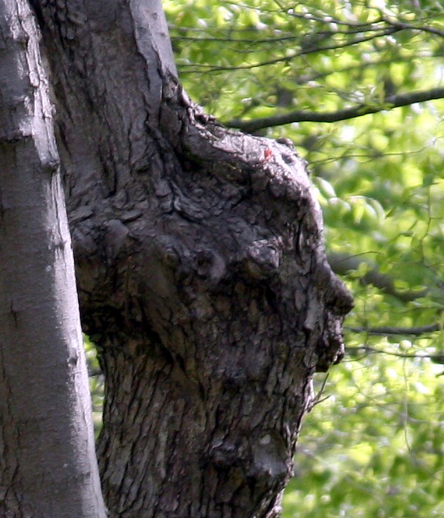  Face on a tree