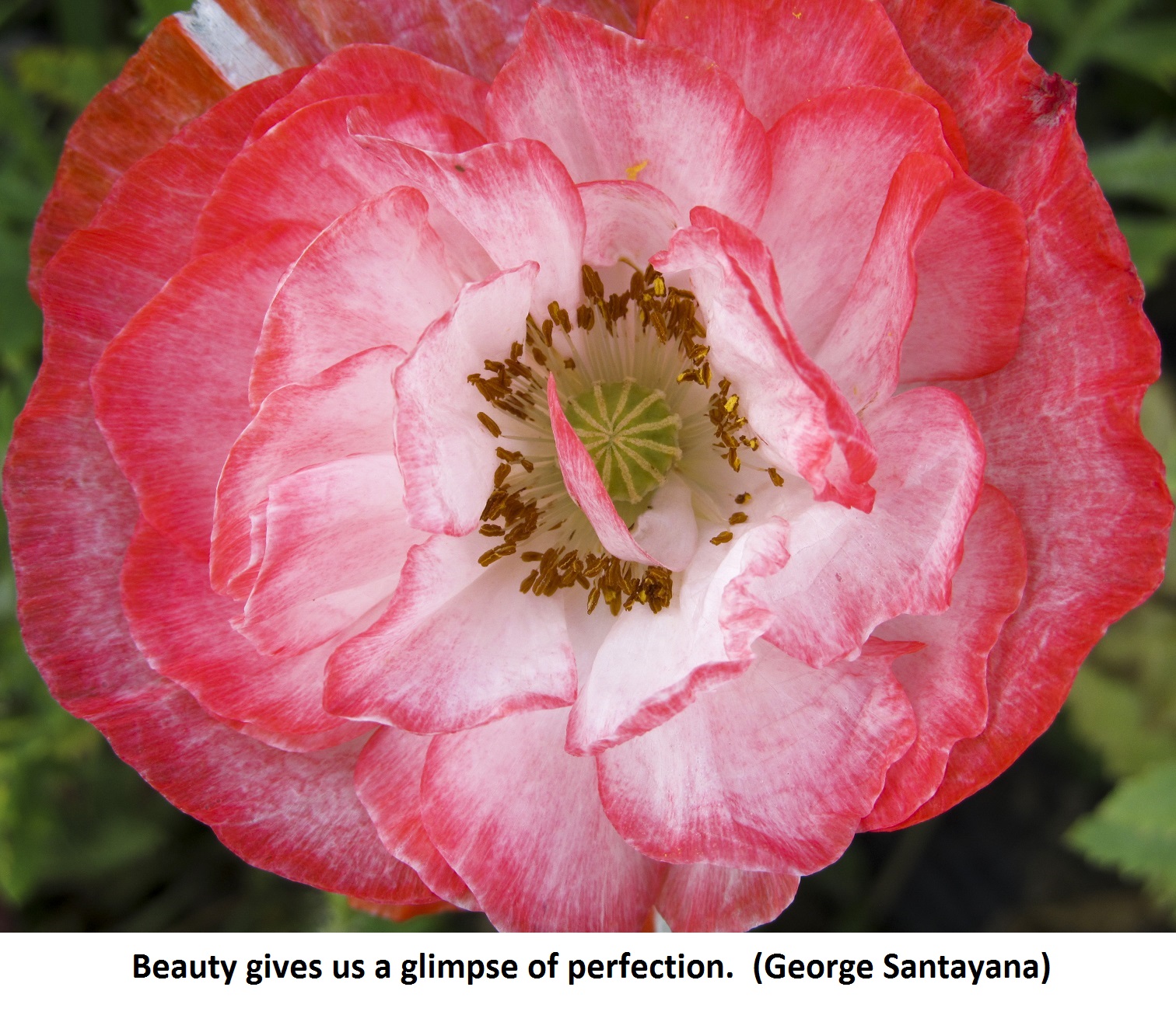 Poppy flower Santayana